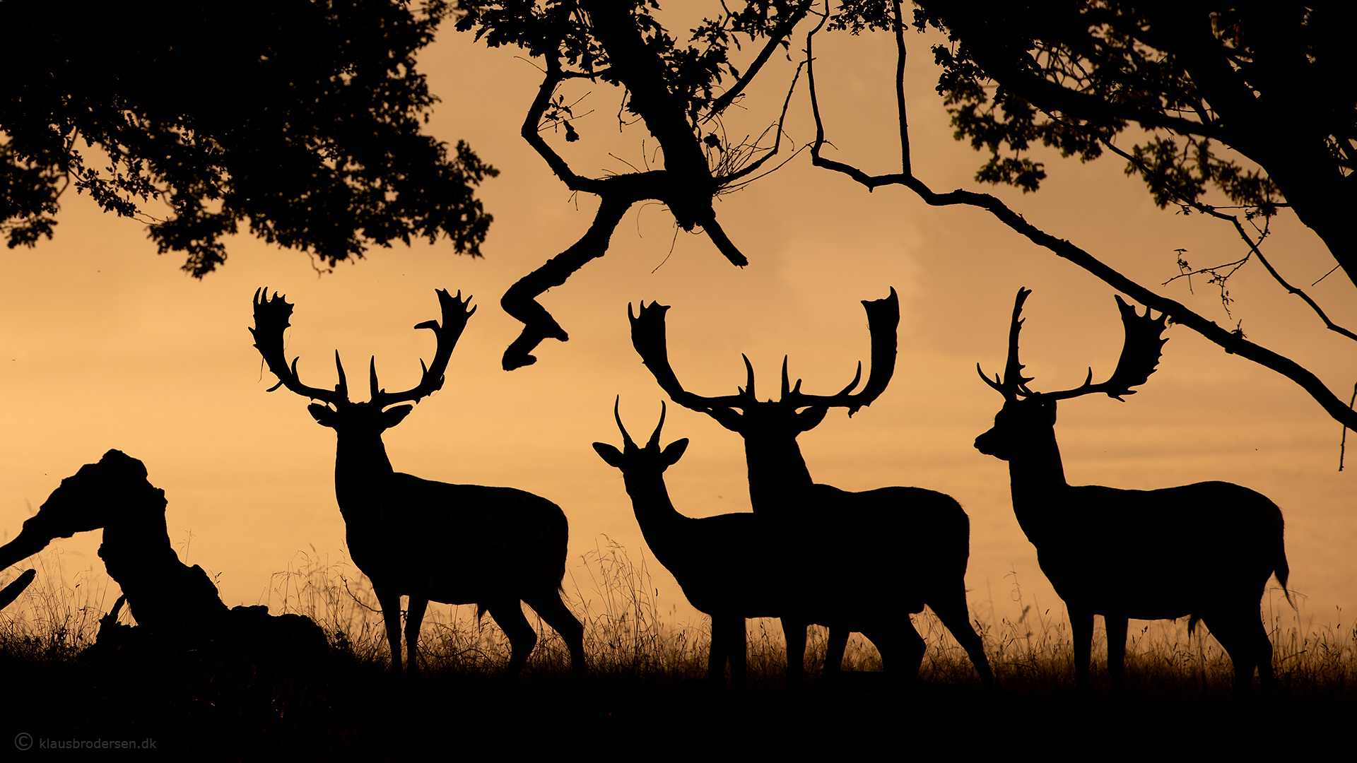 Fallow deer. September 2020. Denmark. More photos from Jaegersborg.