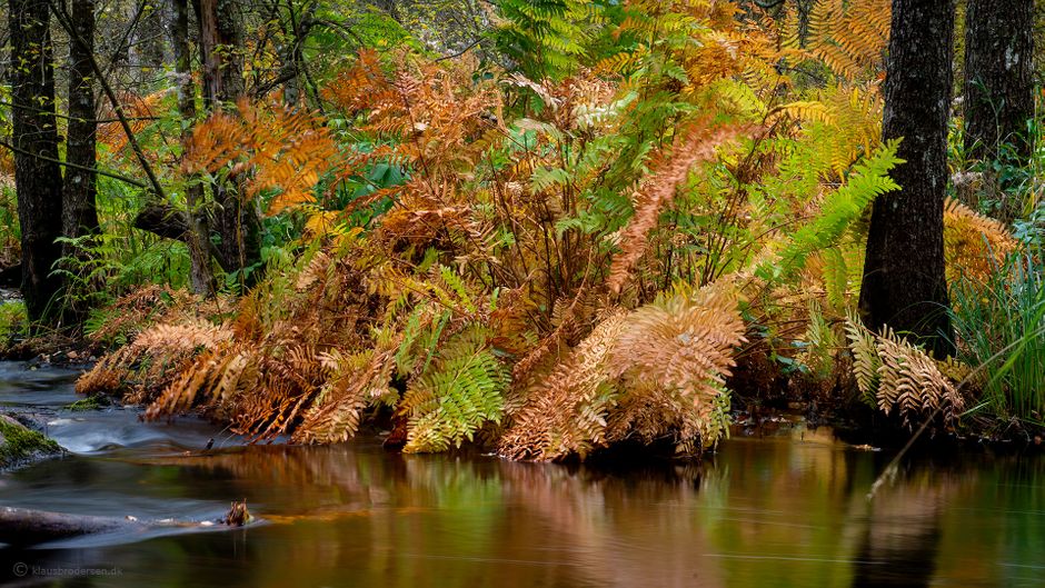 Autumn - River Mörrum. Royal Fern (Osmunda regalis). Click for more.