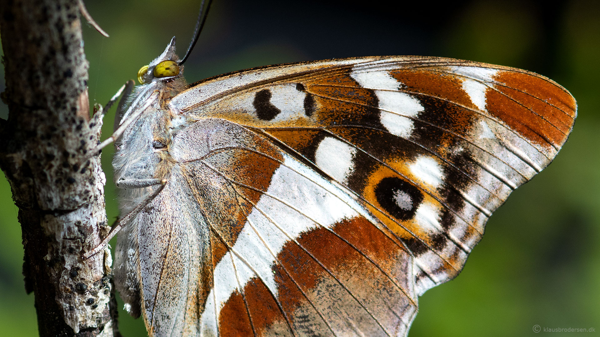 Purple Emperor, July 2021, Småland, Sweden. Click for more.