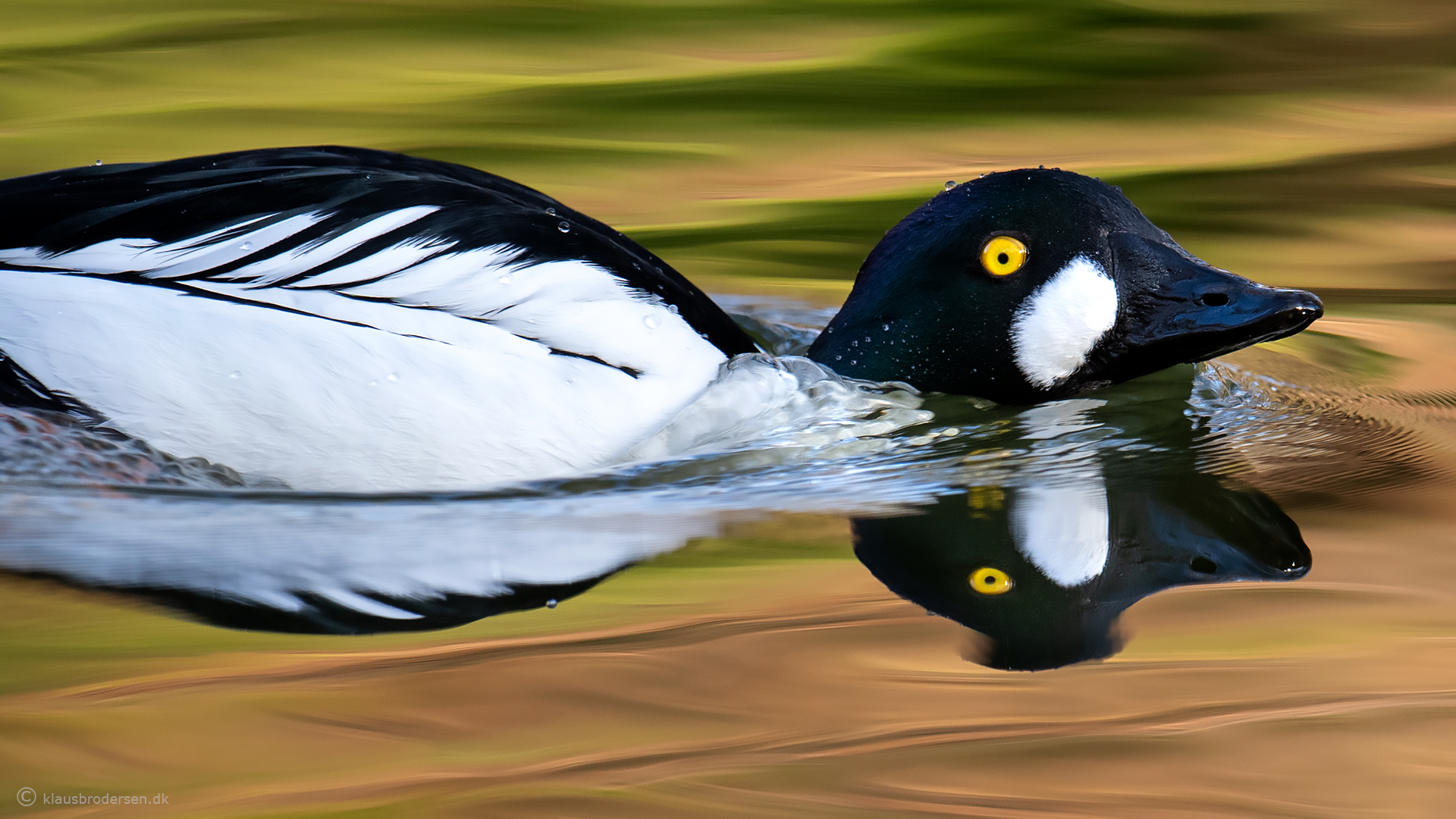 Common Goldeneye. March 2020. Denmark.