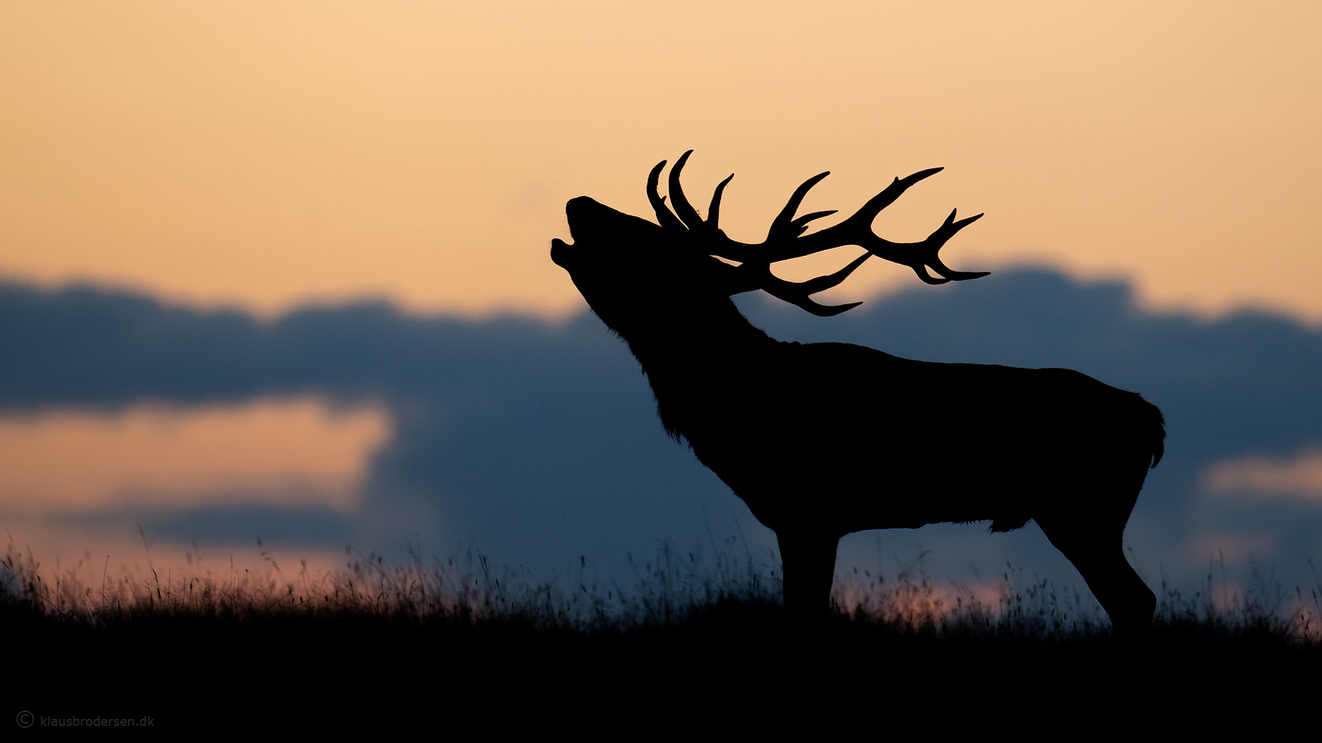 Red deer, September 2021. Jægersborg, Denmark. Click for more.