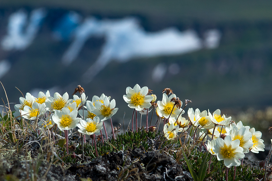 Arctic Field Course 2015