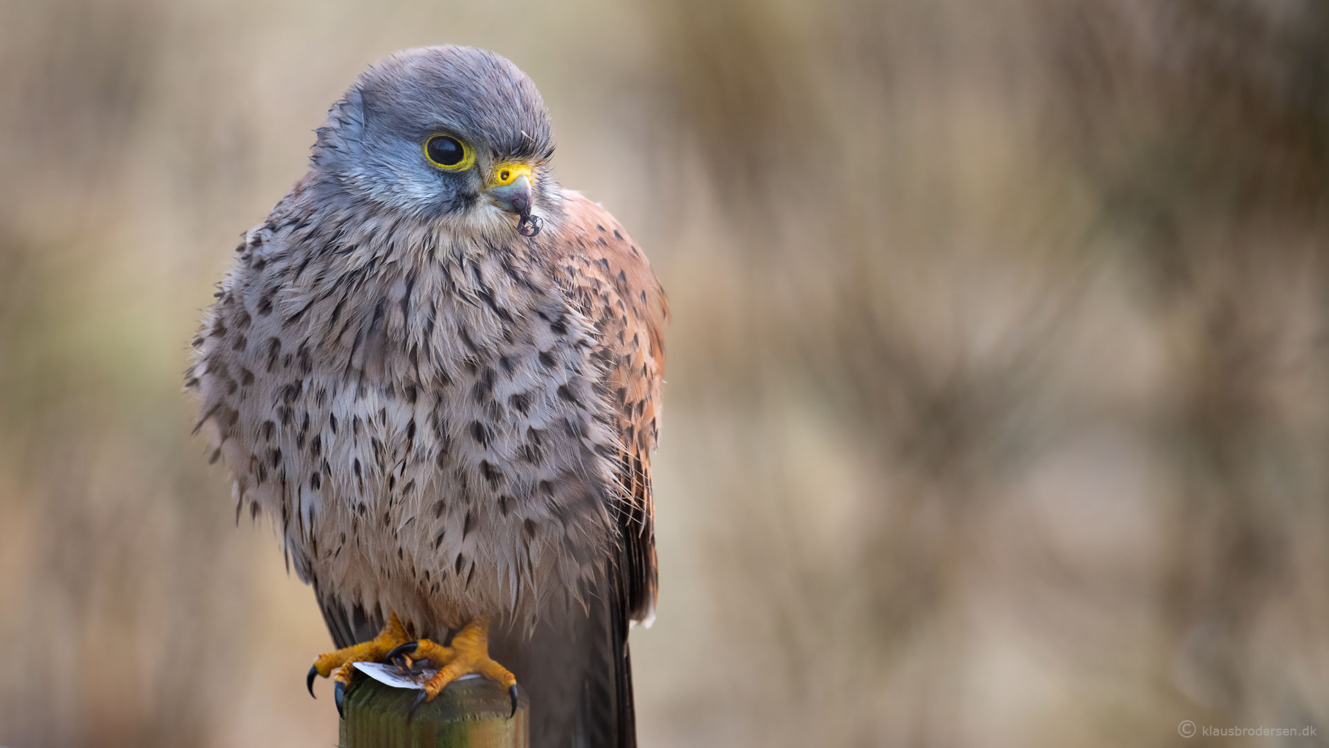 Common Kestrel, February 2021, Lille Vildmose. Click for more.