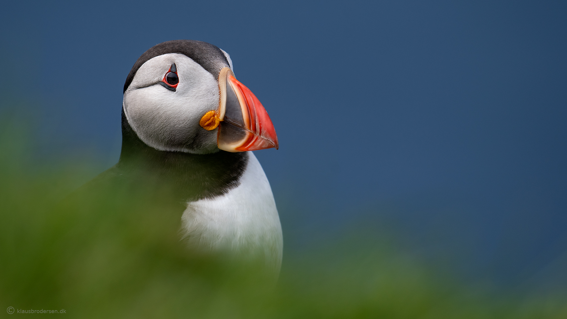 Puffin. July 2020. Mykines, Faroe Islands.