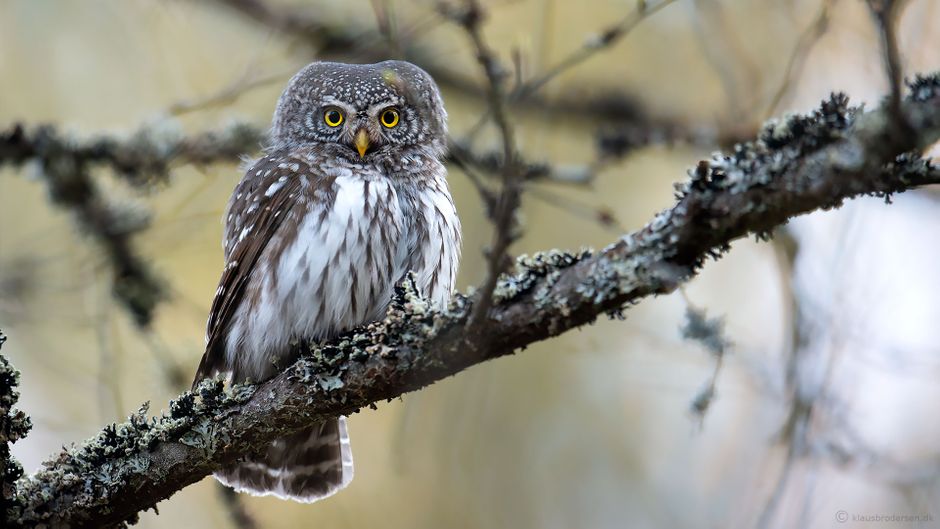 Pygmy owl. April 2021, Småland, Sweden. Click for more.