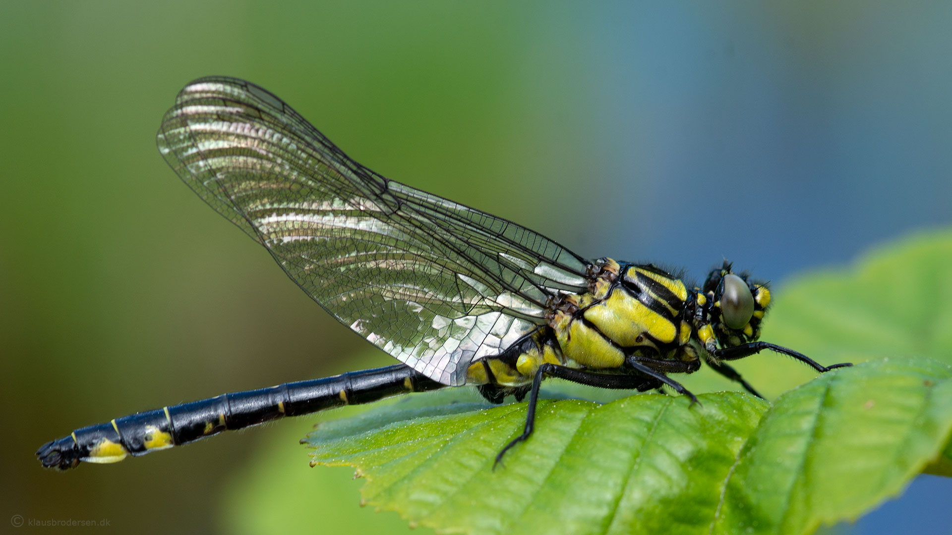 Common clubtail. June 2021, Småland, Sweden. Click for more.