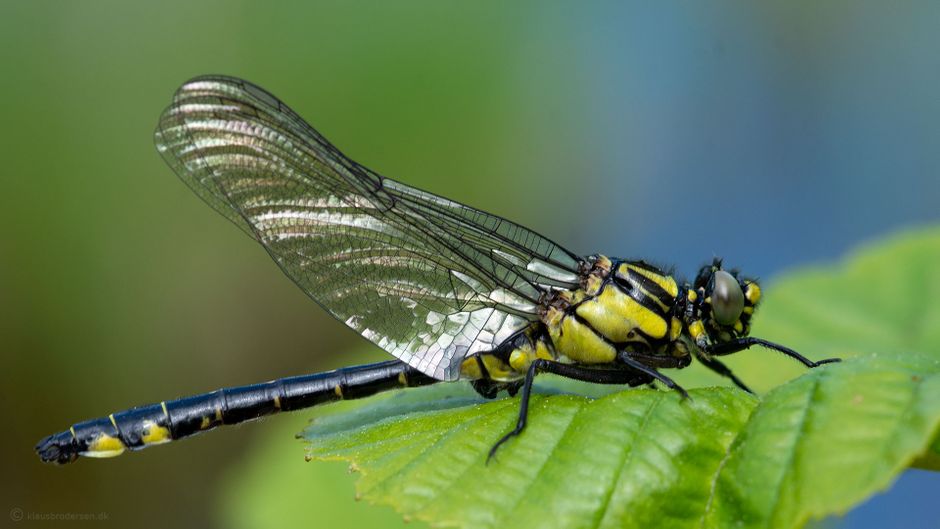 Common clubtail. June 2021, Småland, Sweden. Click for more.