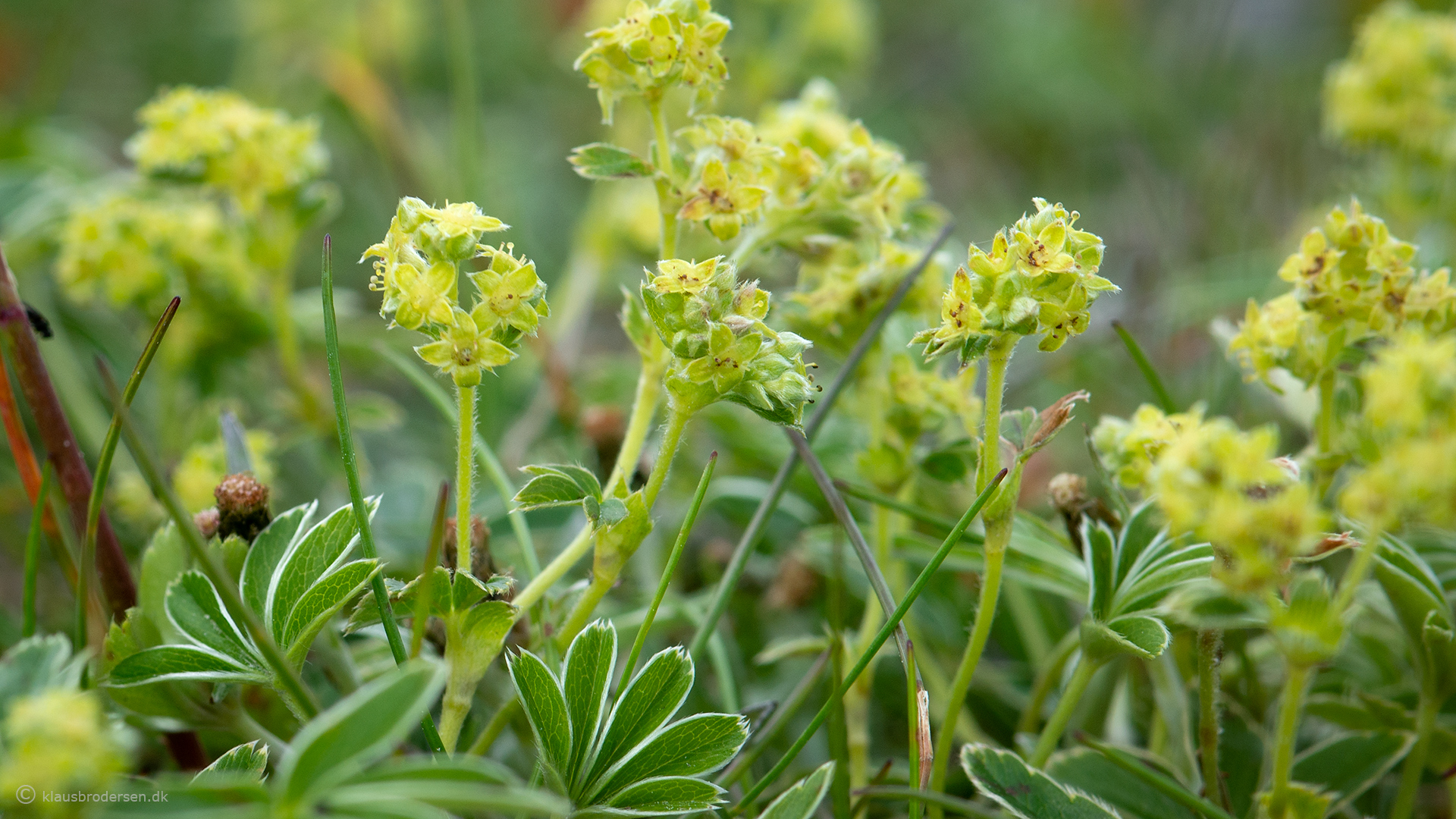 Alchemilla alpina
