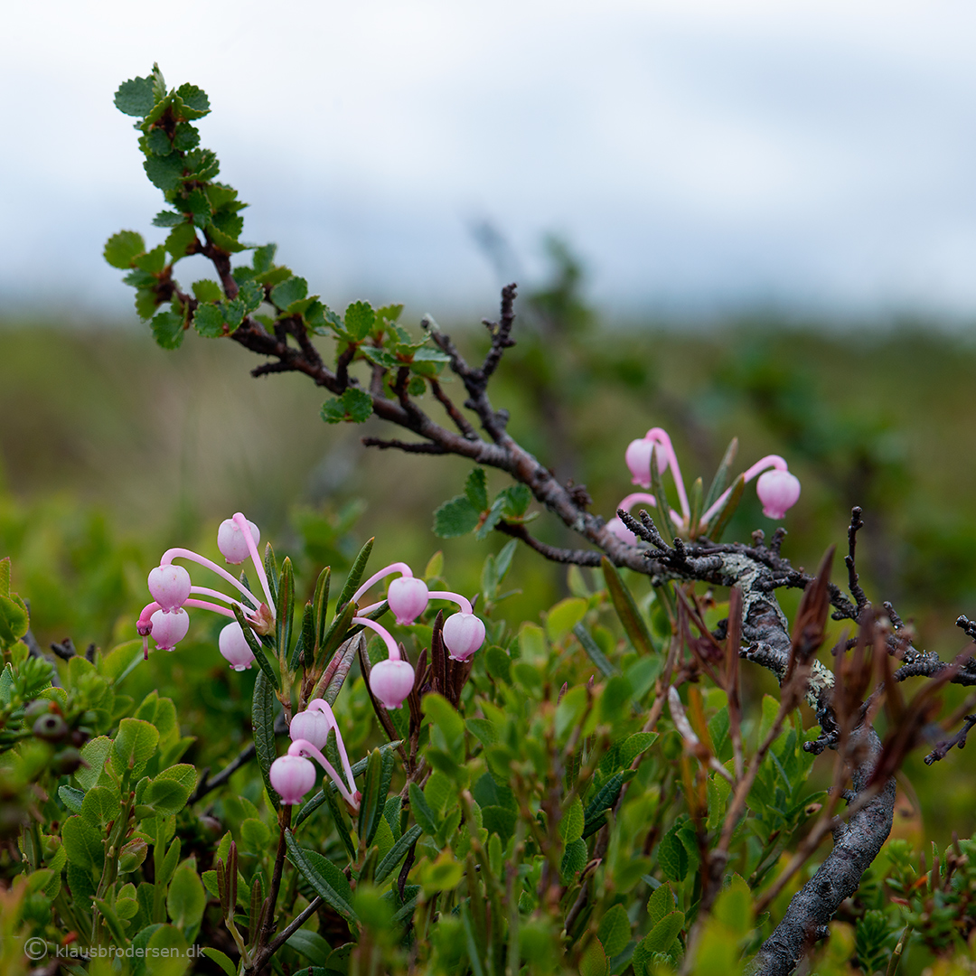 Andromeda polifolia