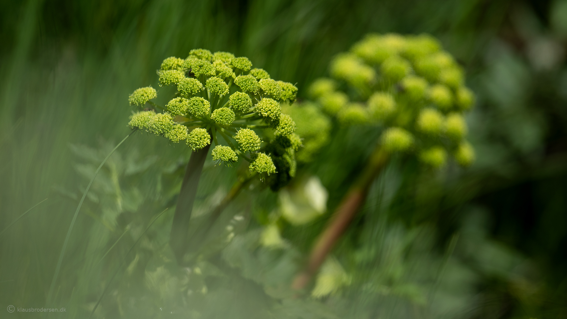 Angelica archangelica