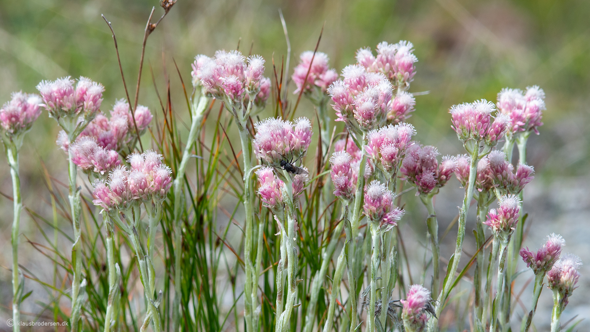 Antennaria dioica