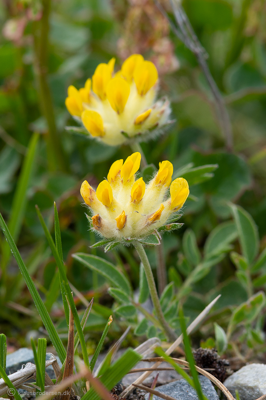 Anthyllis sp.