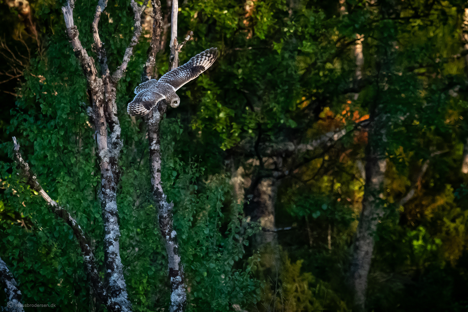 Short-eared owl (Asio flammeus)