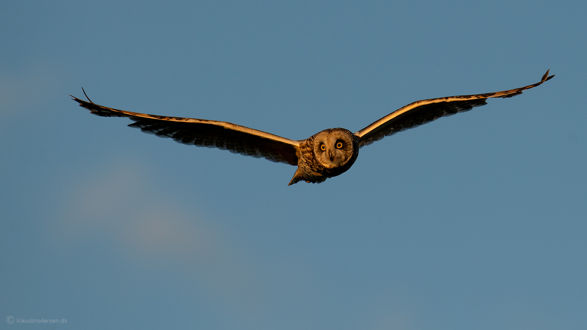 Short-eared owl (Asio flammeus)