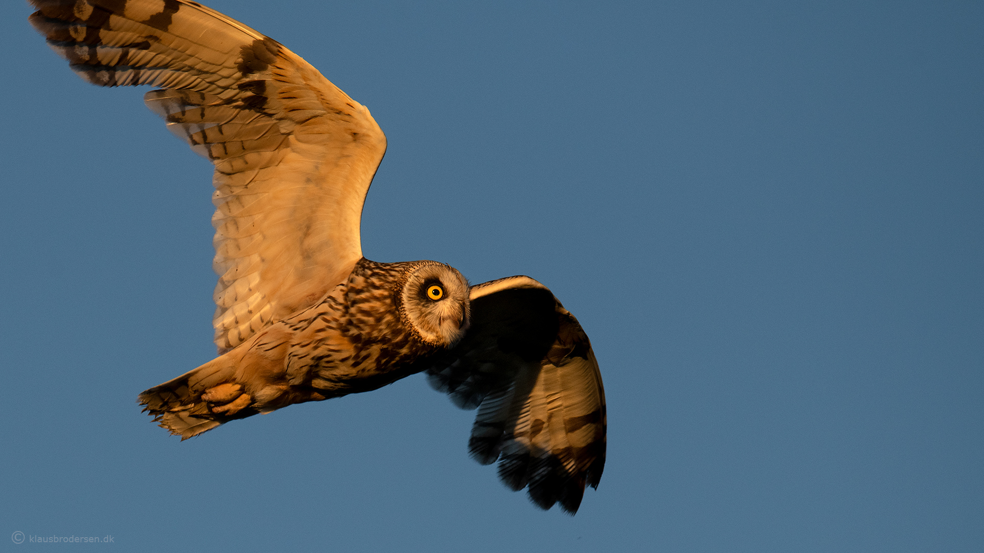 Short-eared owl (Asio flammeus)