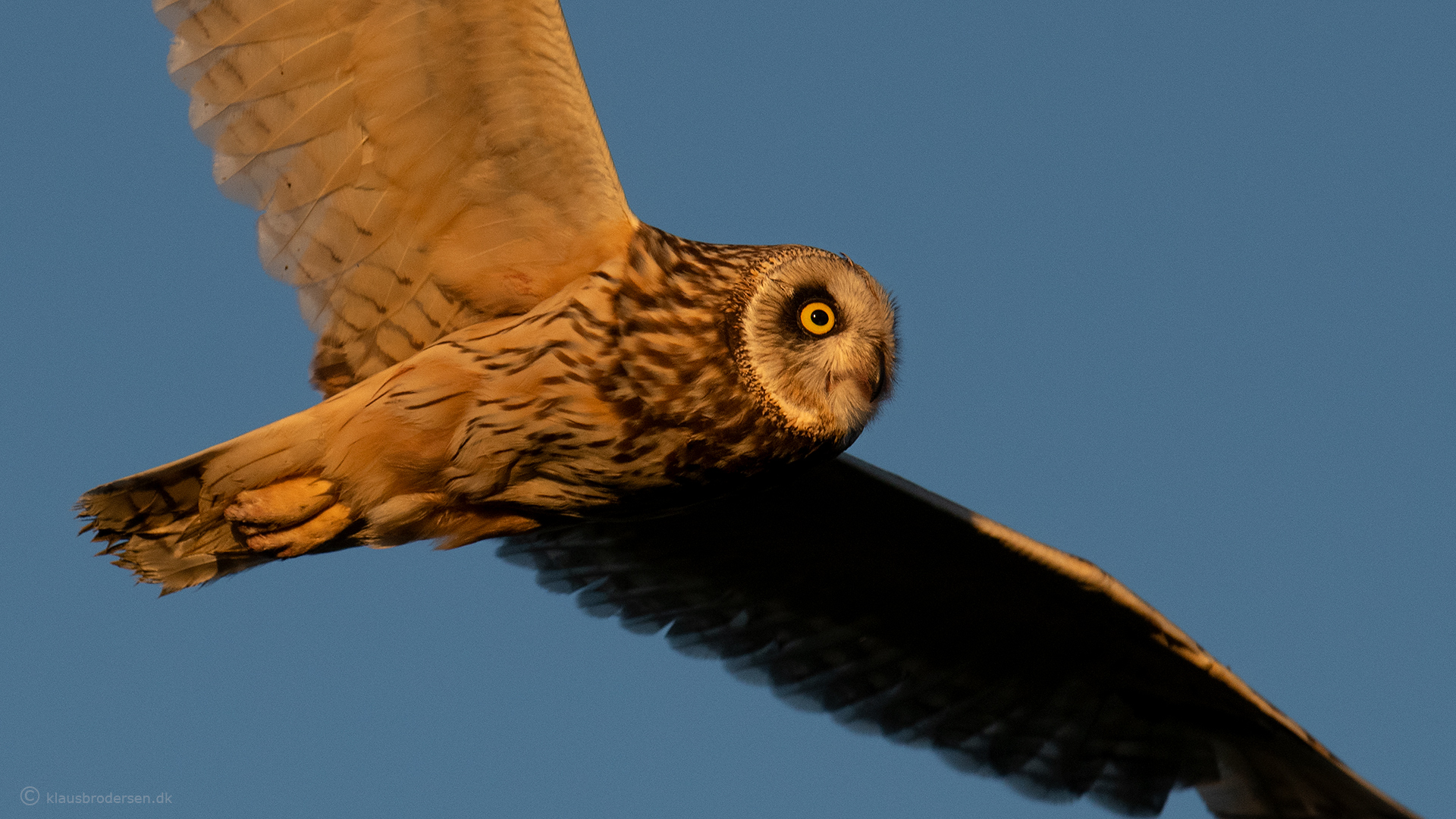 Short-eared owl (Asio flammeus)