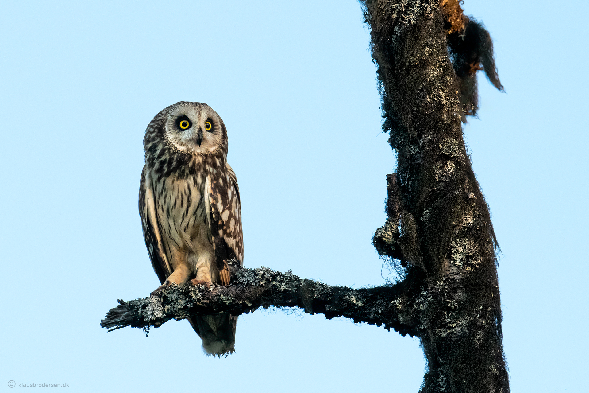 Short-eared owl (Asio flammeus)