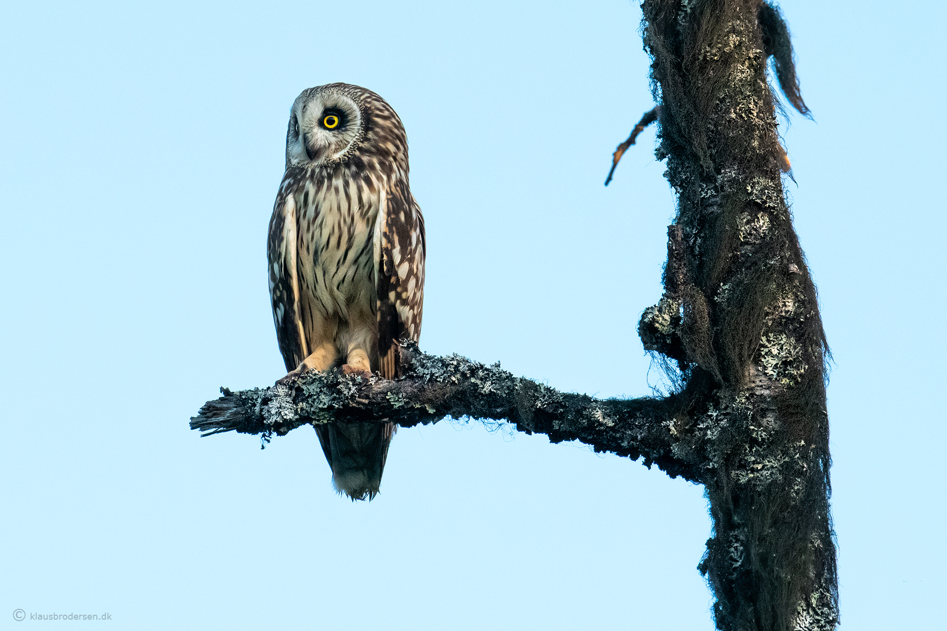 Short-eared owl (Asio flammeus)