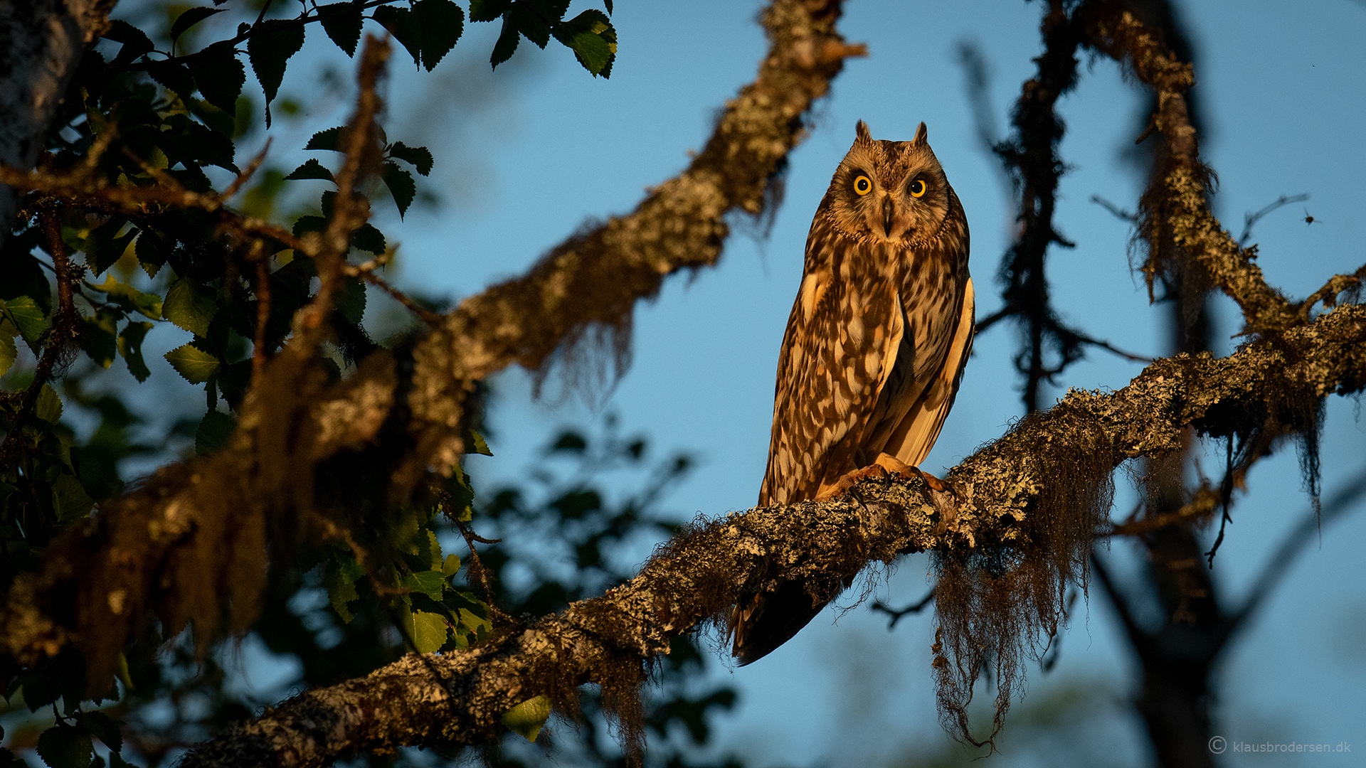 Short-eared owl (Asio flammeus)