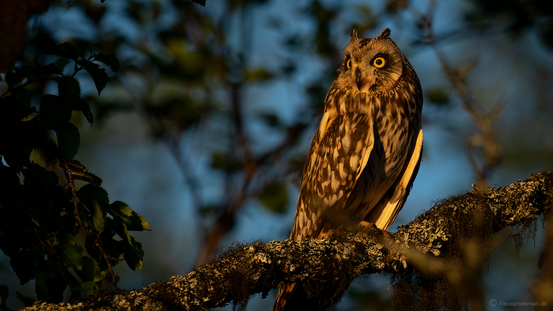 Short-eared owl (Asio flammeus)