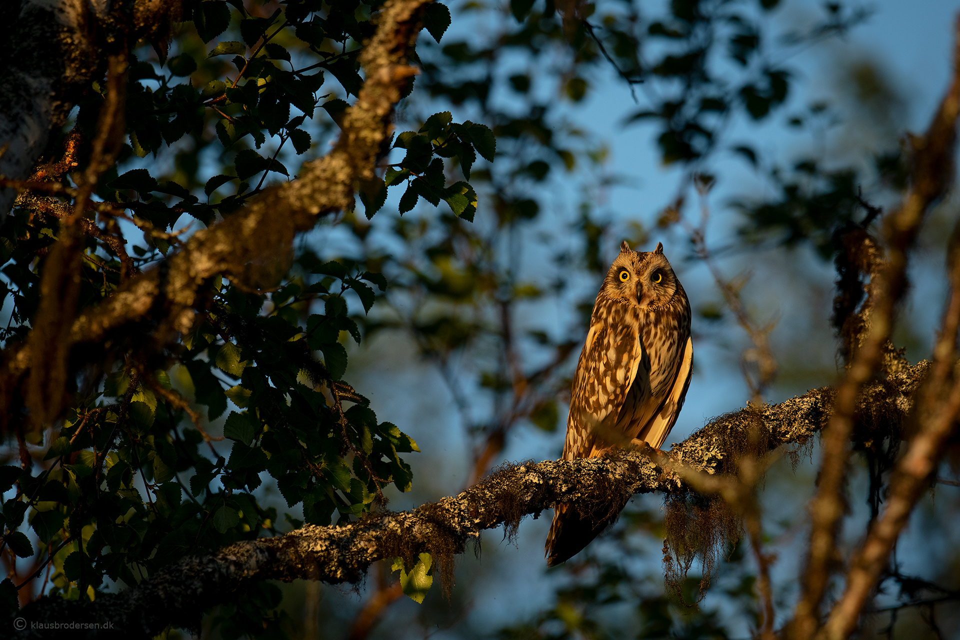 Short-eared owl (Asio flammeus)