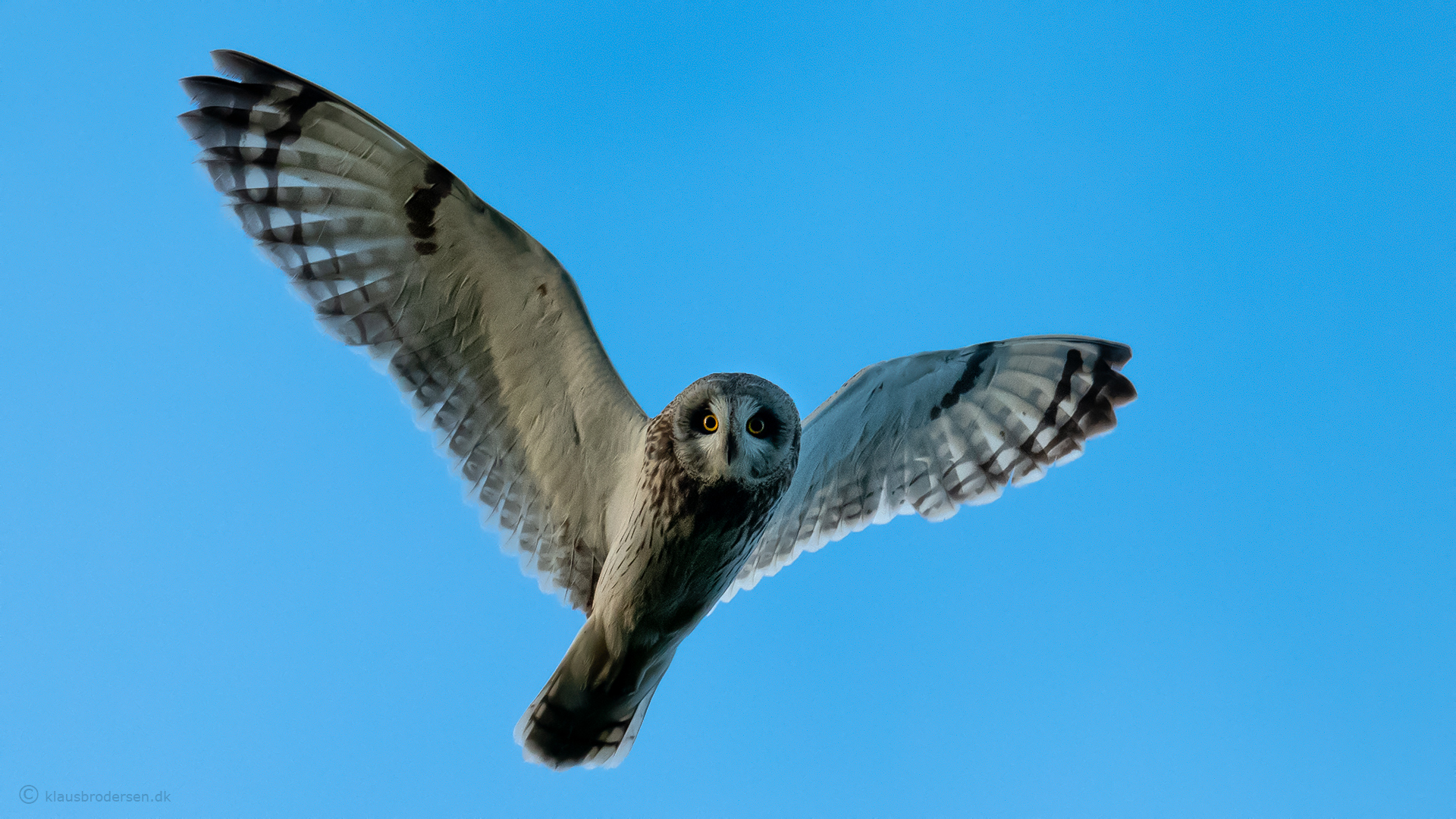 Short-eared owl (Asio flammeus)
