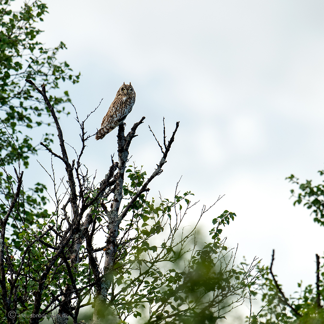 Short-eared owl (Asio flammeus)