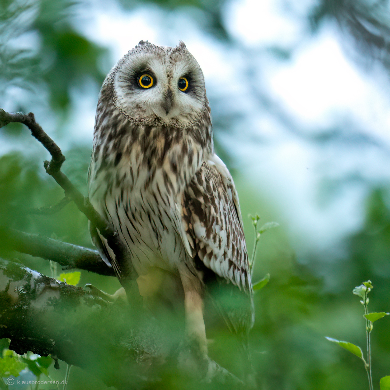 Short-eared owl (Asio flammeus)