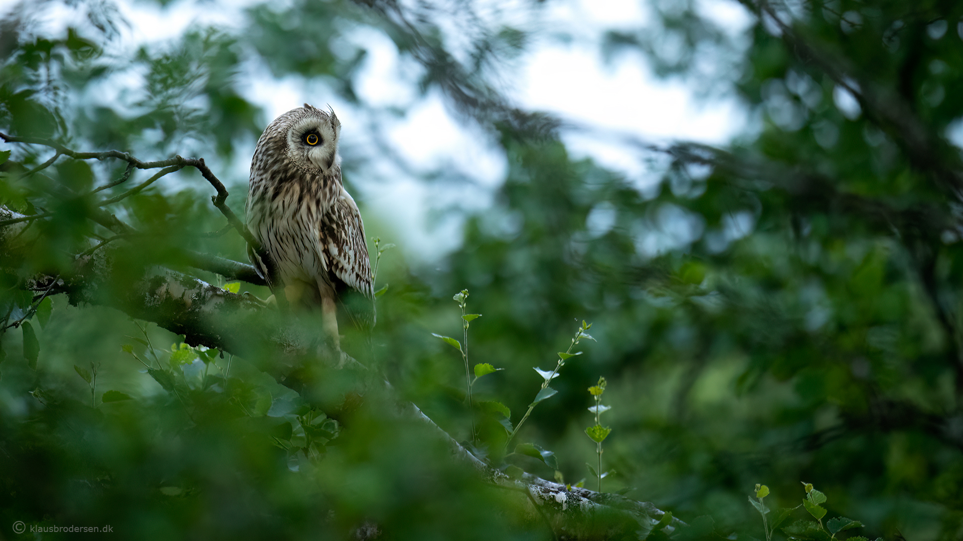 Short-eared owl (Asio flammeus)