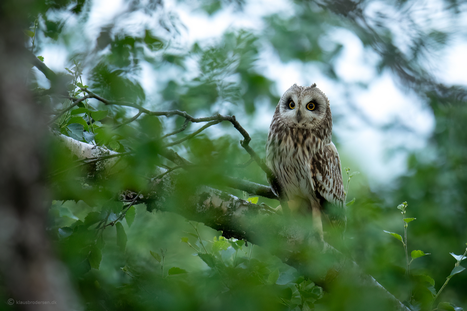 Short-eared owl (Asio flammeus)