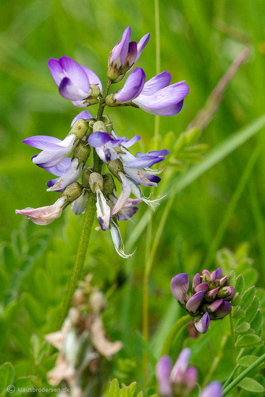 Astragalus alpinus