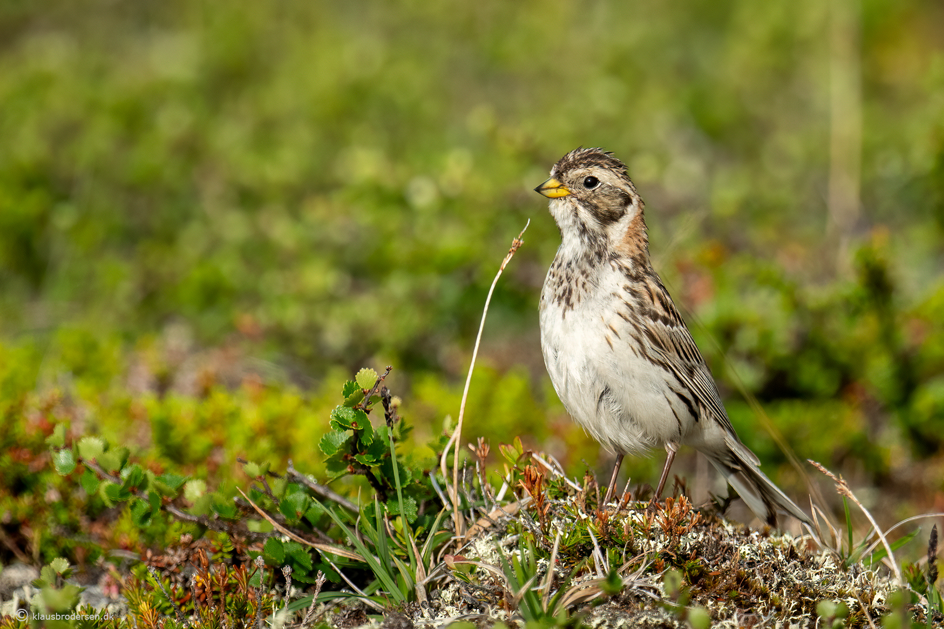 Lapland longspur (Calcarius lapponicus)