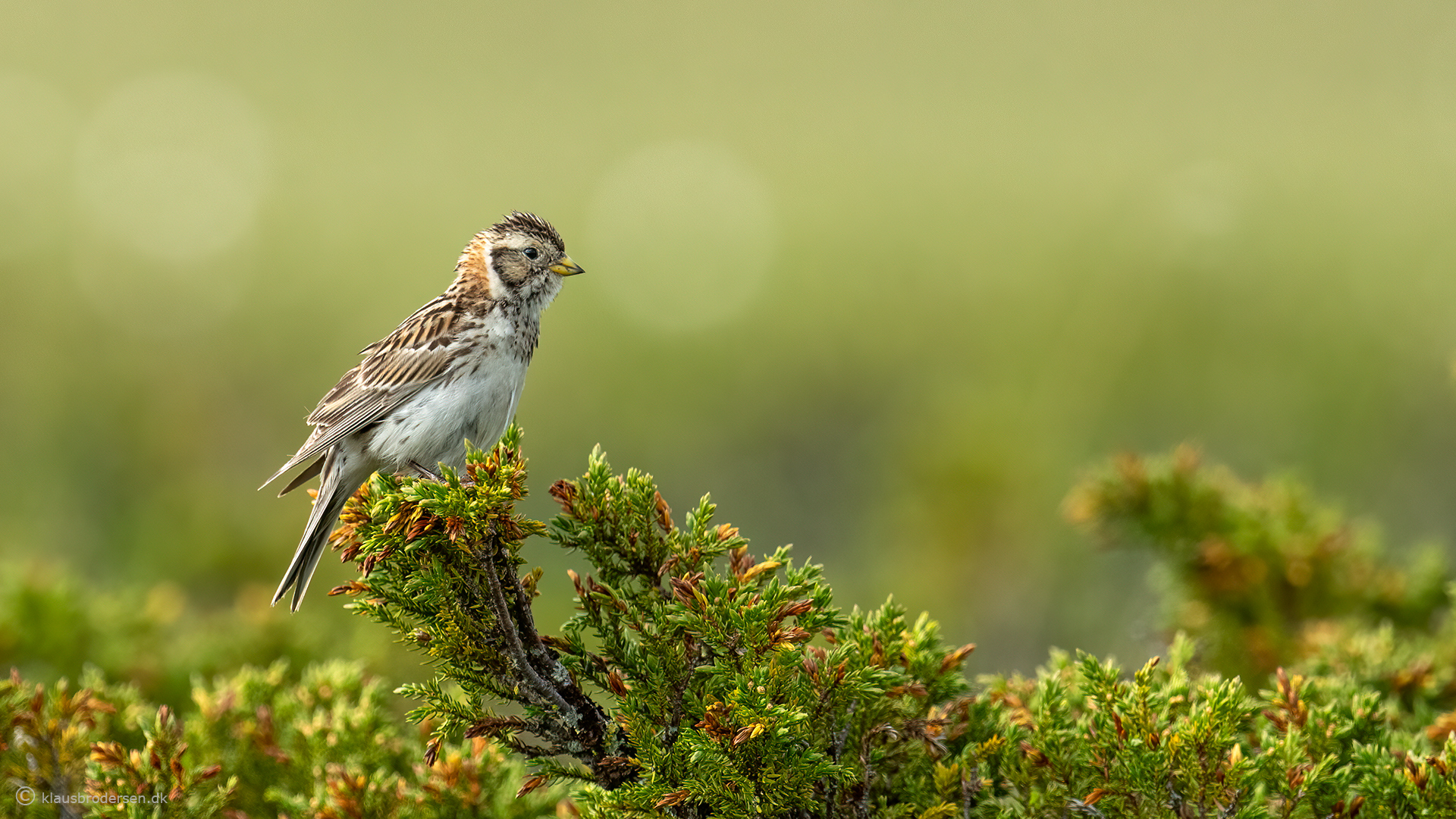 Lapland longspur (Calcarius lapponicus)