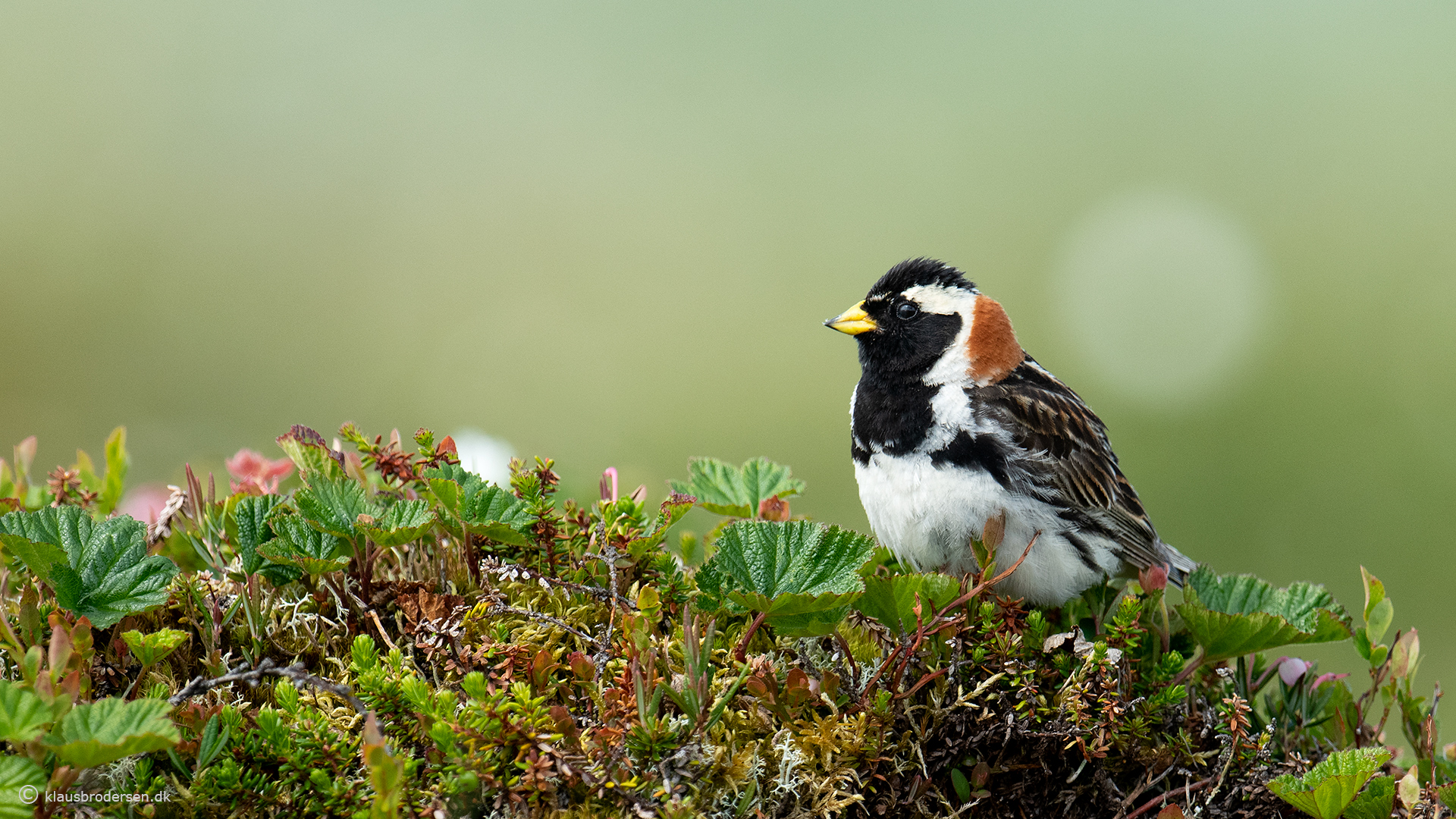 Lapland longspur (Calcarius lapponicus)
