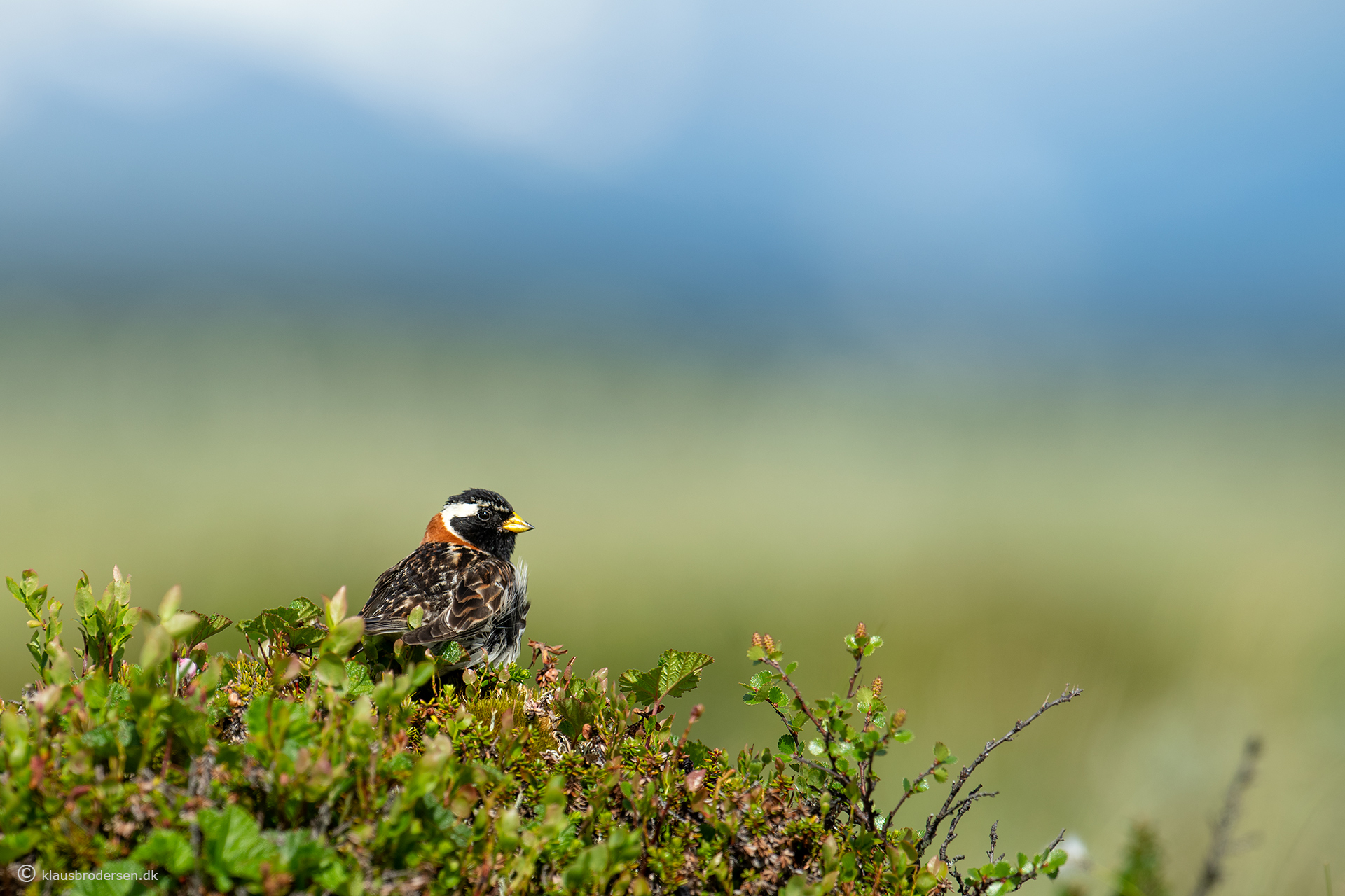 Lapland longspur (Calcarius lapponicus)