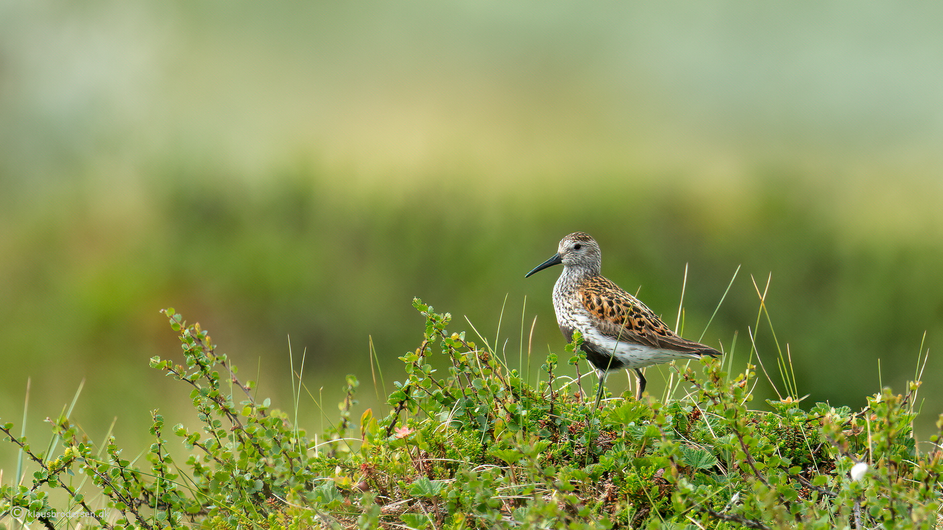 Dunlin (Calidris alpina)