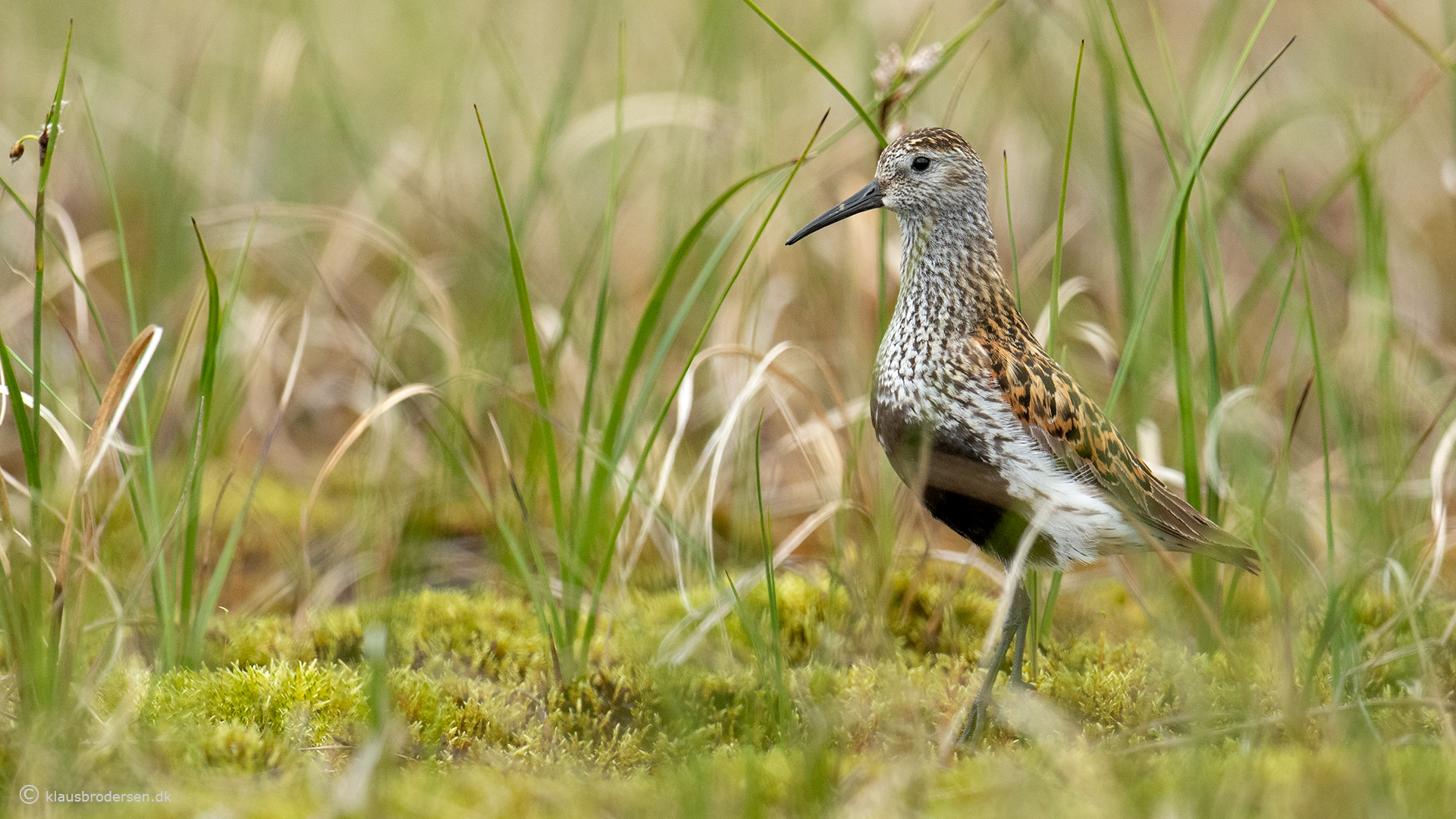 Dunlin (Calidris alpina)
