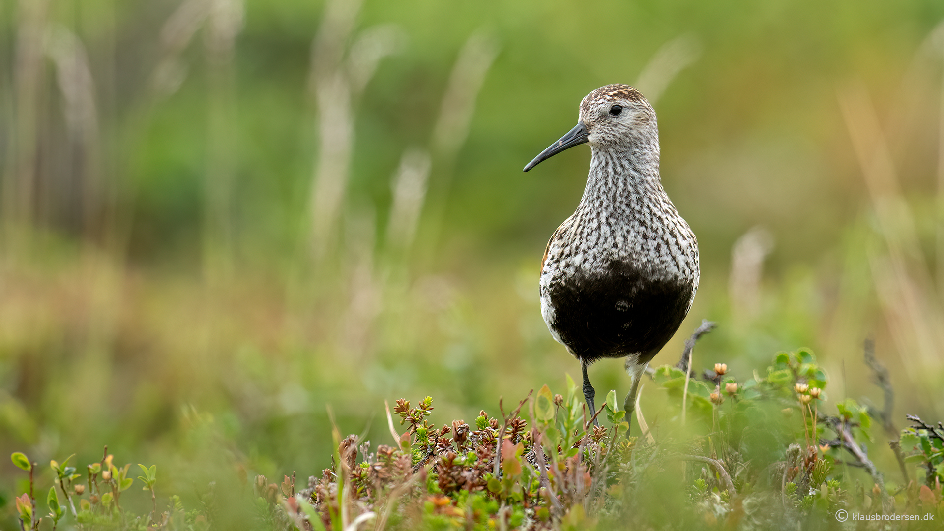 Dunlin (Calidris alpina)