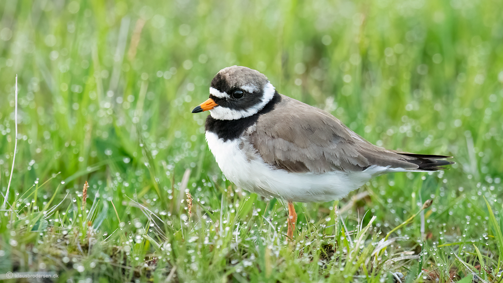 Ringed plover (Charadrius hiaticula)