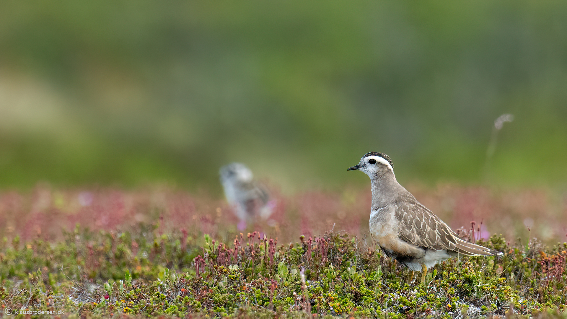 Eurasian Dotterel (Charadrius morinellus)