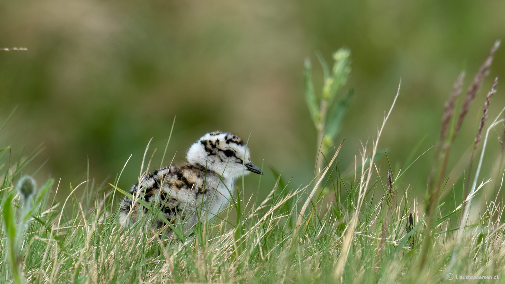 Eurasian Dotterel (Charadrius morinellus)