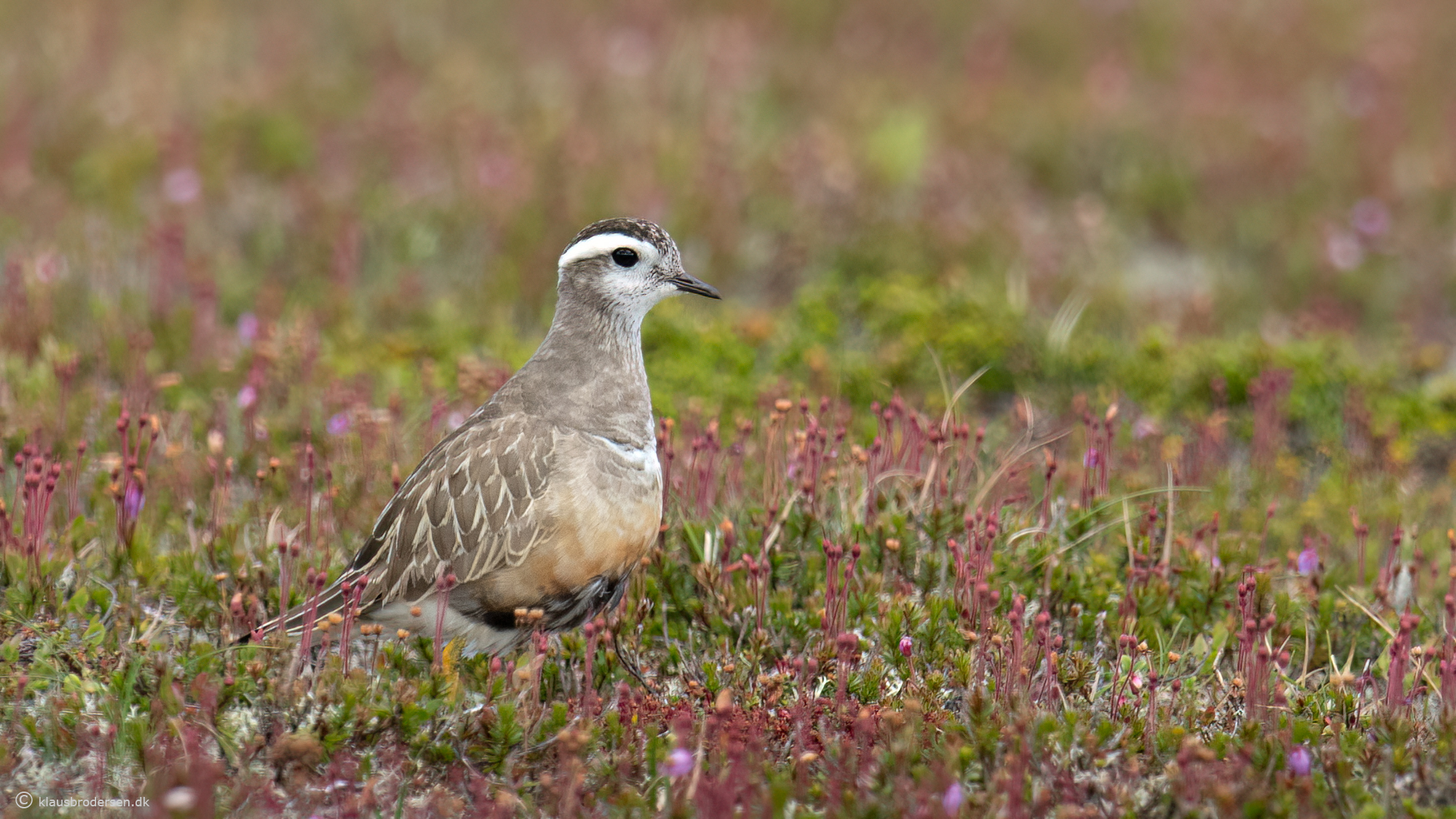 Eurasian Dotterel (Charadrius morinellus)