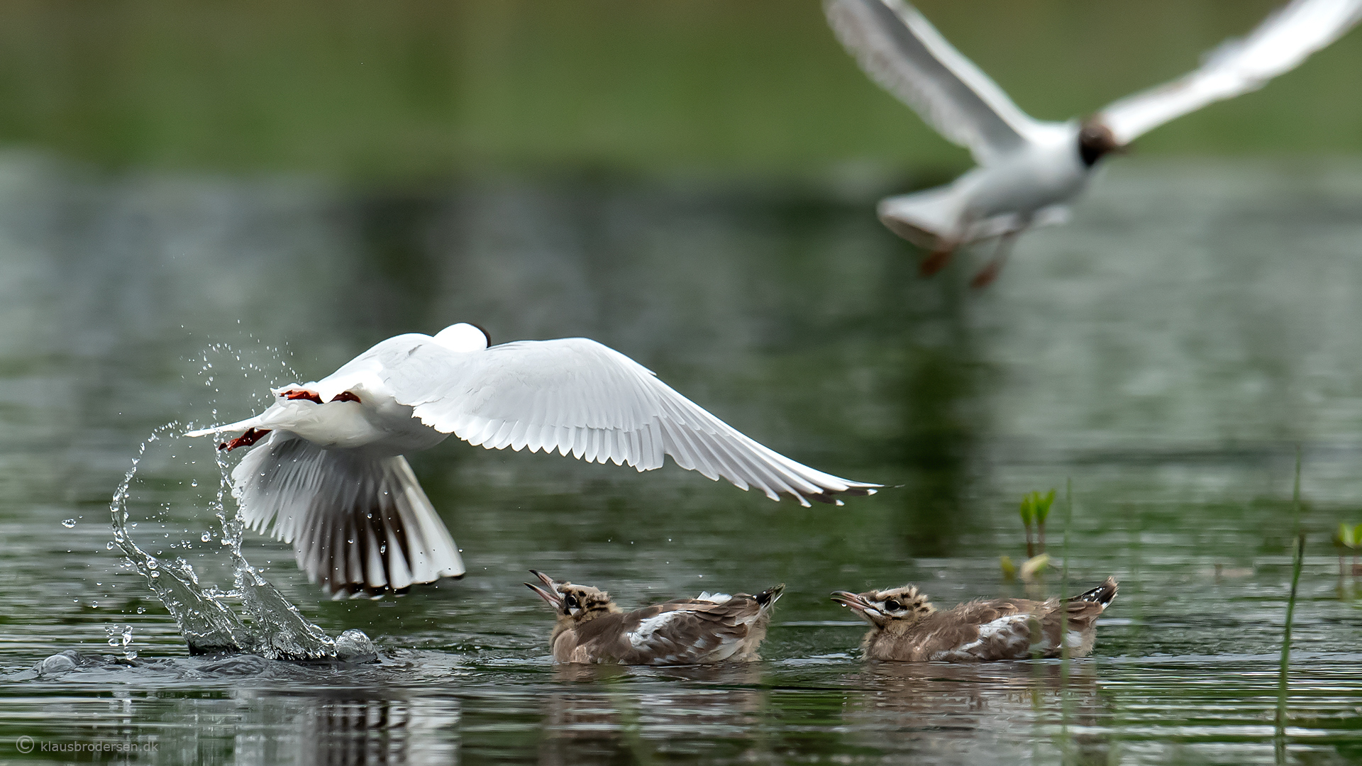 Black-headed gull (Chroicocephalus ridibundus)