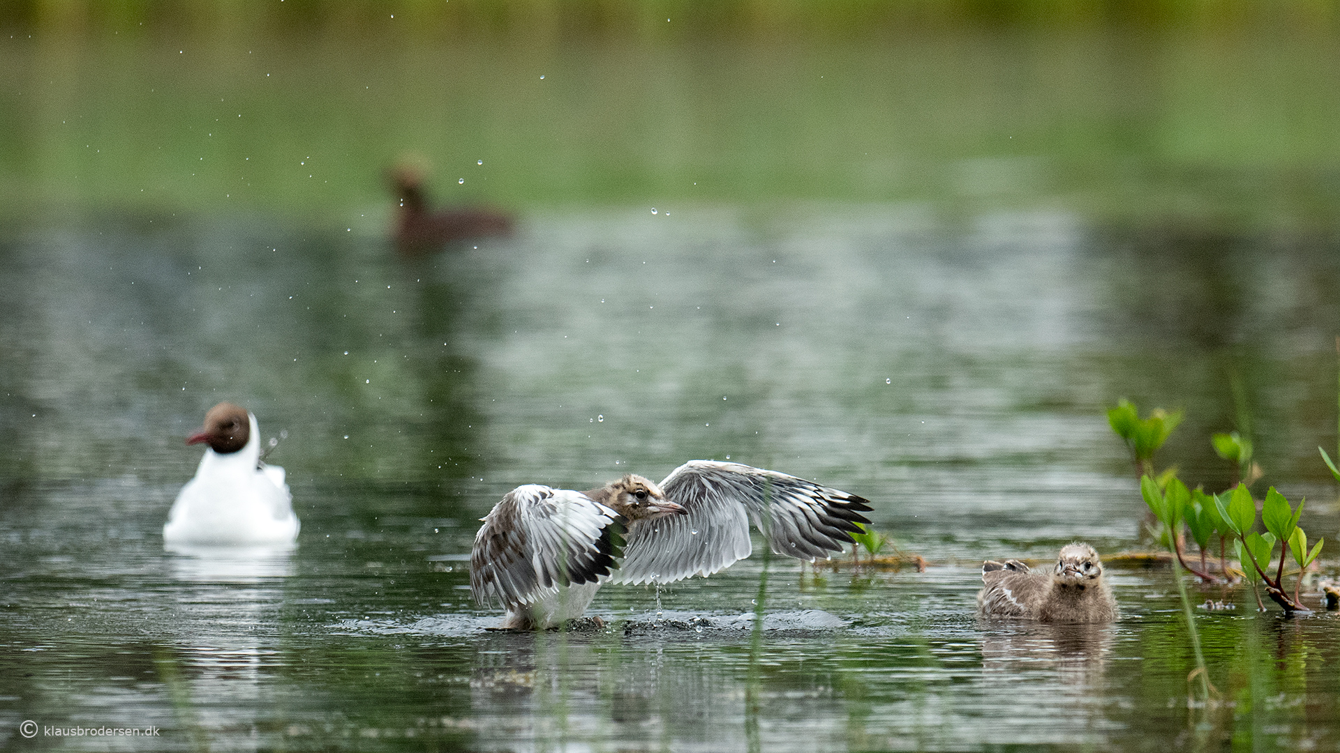 Black-headed gull (Chroicocephalus ridibundus)