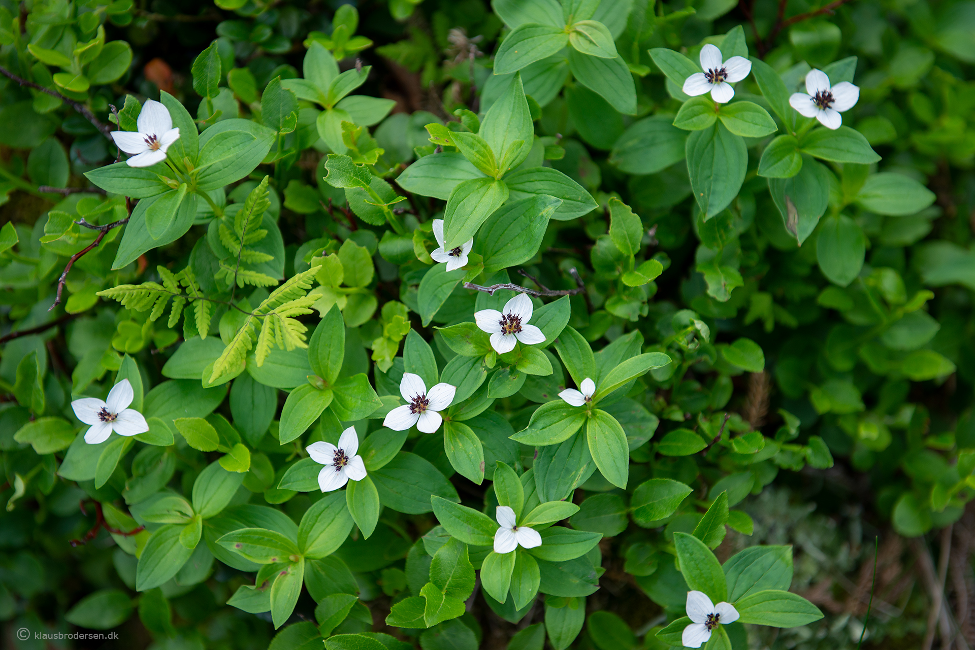 Cornus suecica