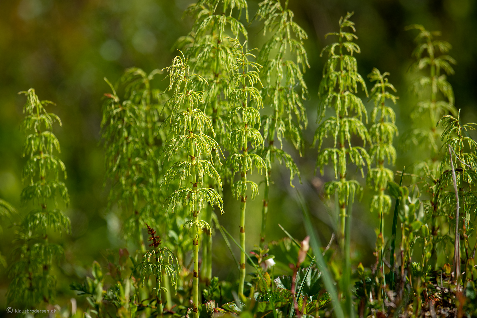 Equisetum sp.