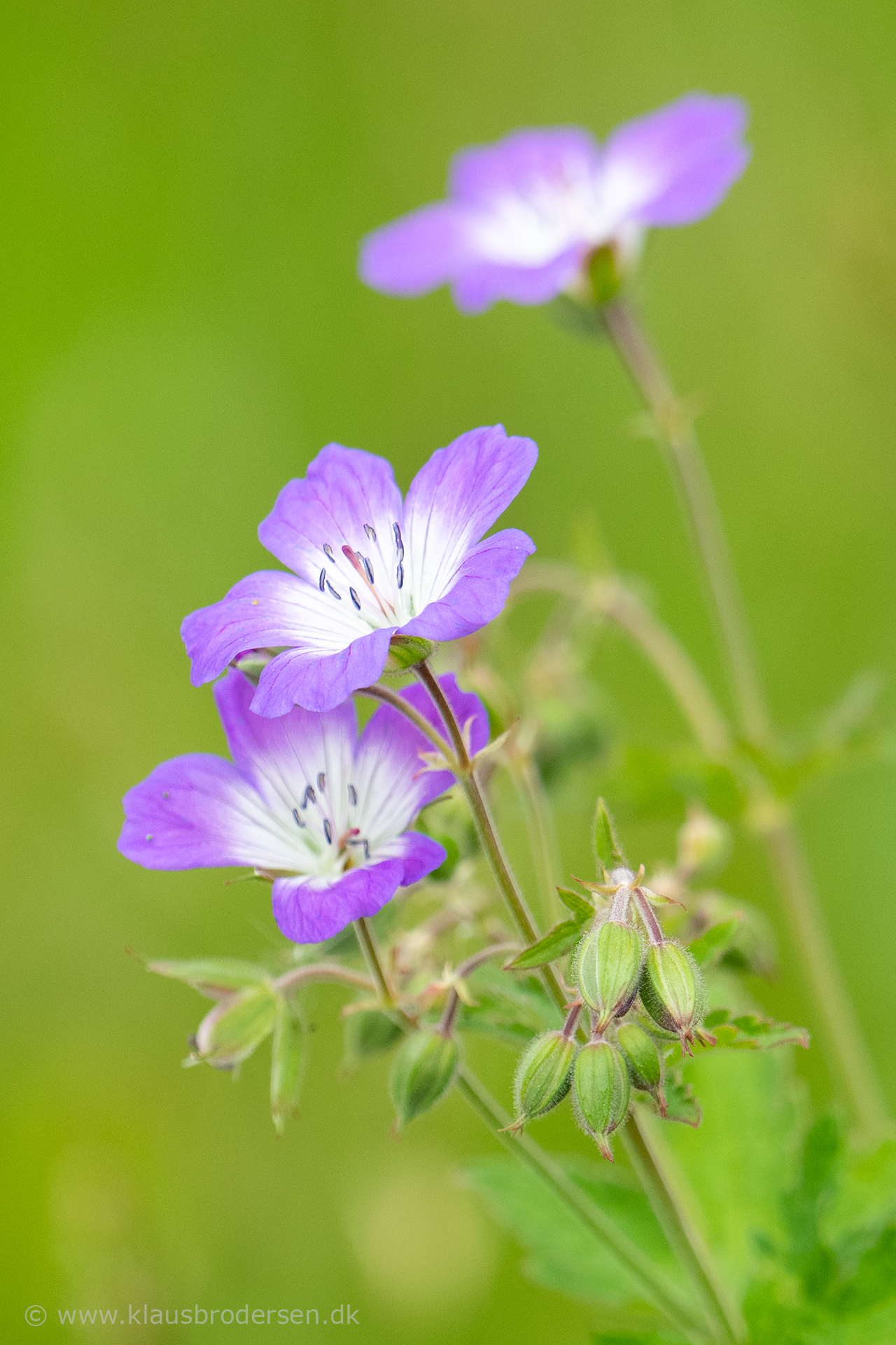 Geranium sp.