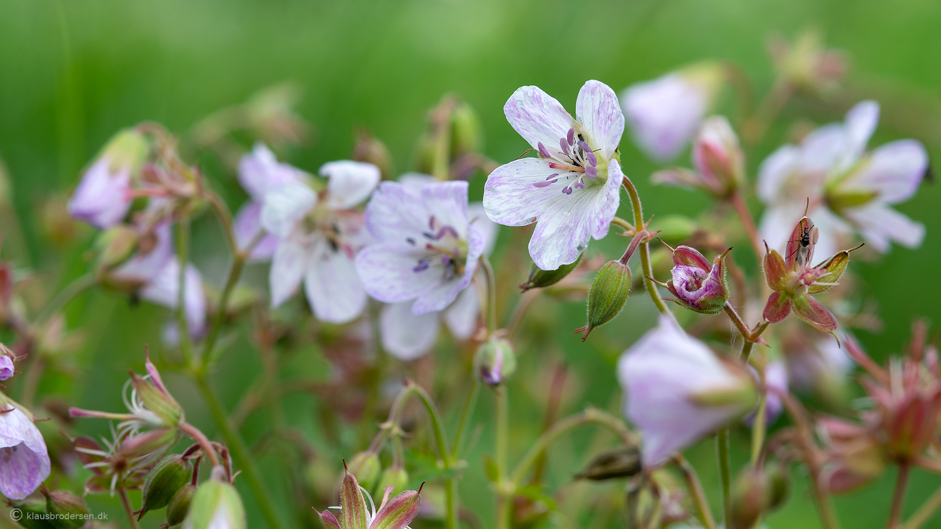 Geranium sp.
