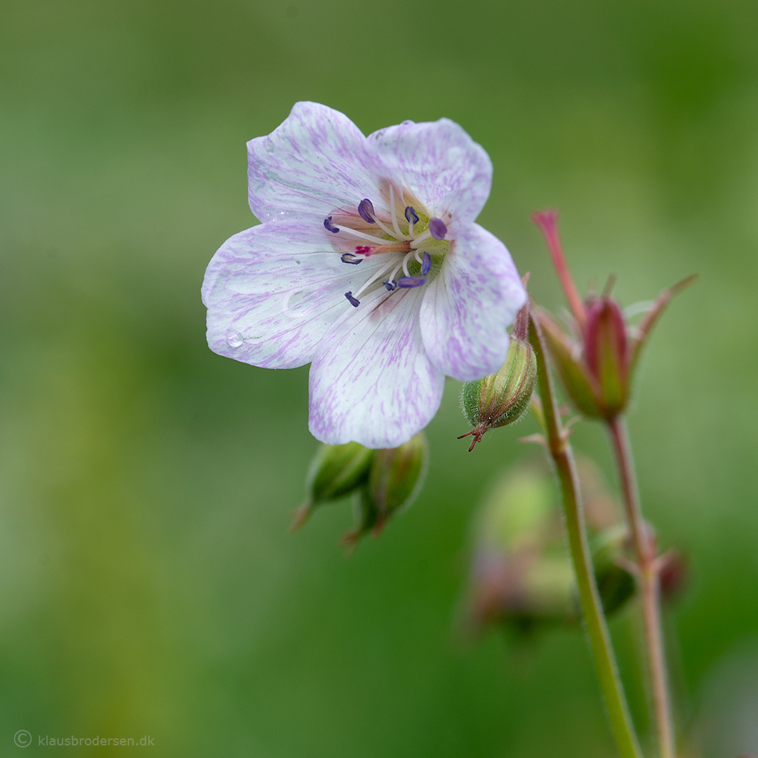 Geranium sp.