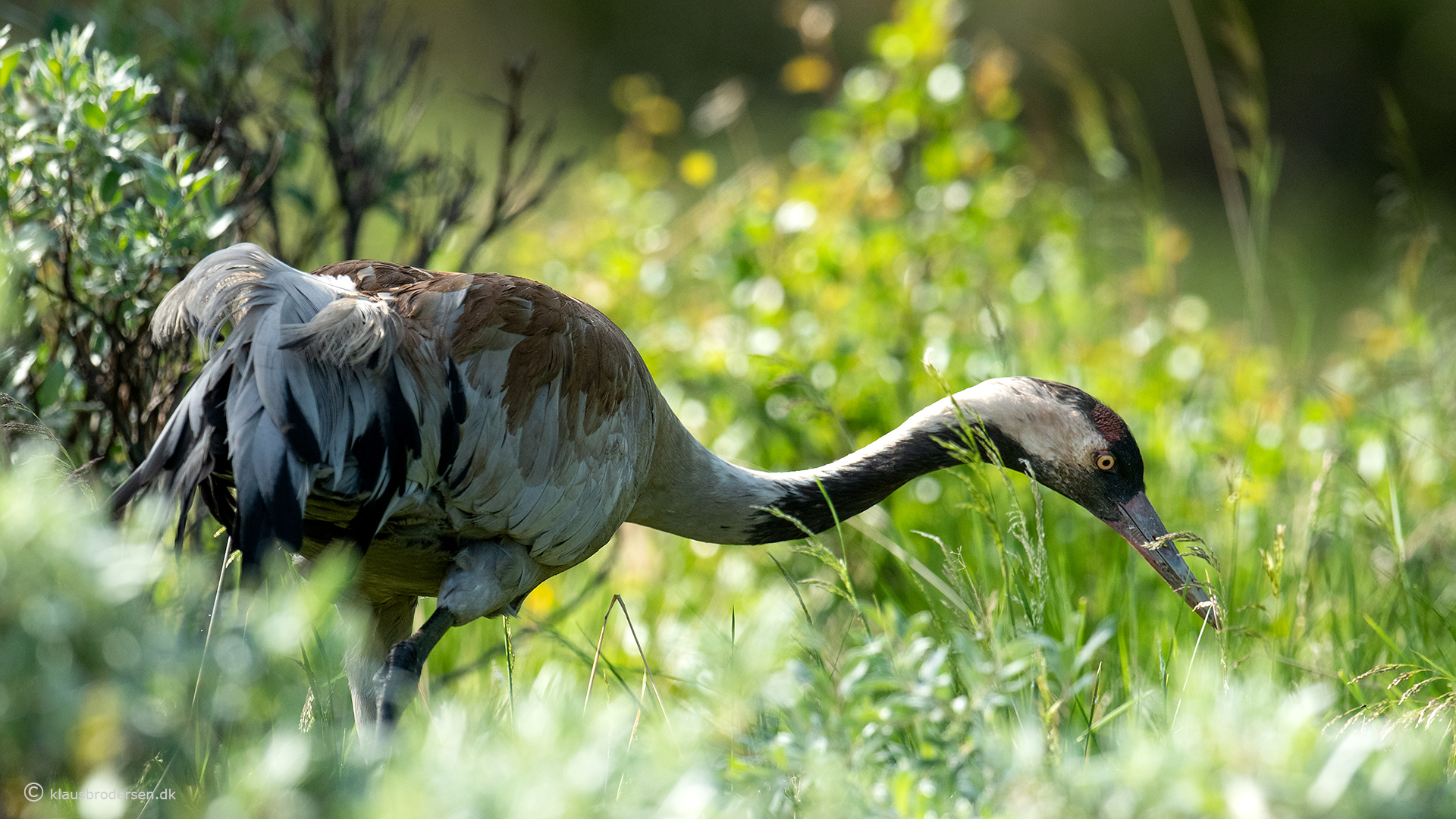 Common Crane (Grus grus)